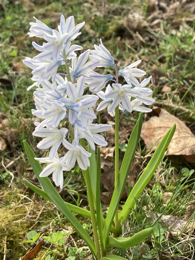 striped squill
