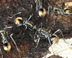 Polyrhachis brisbanensis