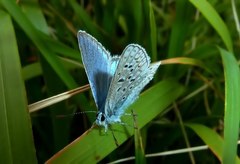 Polyommatus eros