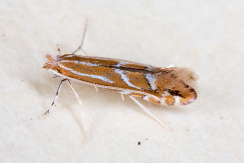 Firethorn Leafminer