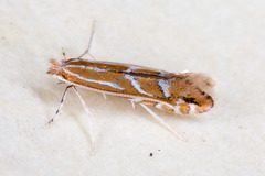 Phyllonorycter leucographella
