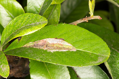 Phyllonorycter leucographella