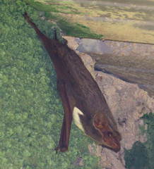 Taphozous mauritianus image