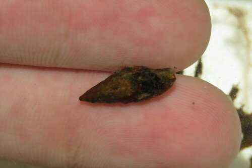 Costoanachis semiplicata observed 2023-04-14