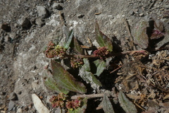 Euphorbia hirta image