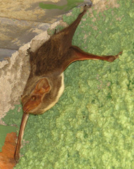 Taphozous mauritianus