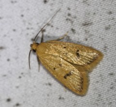 Eulechria subpunctella