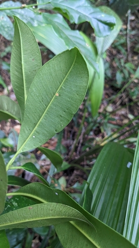 Syzygium densinervium, photograph 2