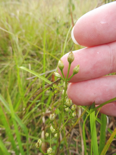 Image of Bartonia paniculata by no rights reserved