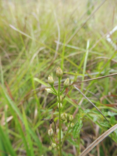 Image of Bartonia paniculata by no rights reserved