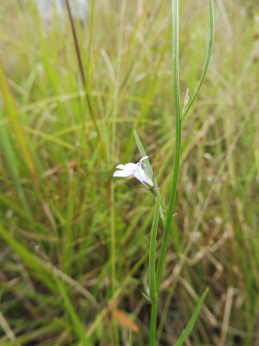 Image of Lobelia canbyi by no rights reserved
