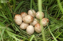 Gallicrex cinerea