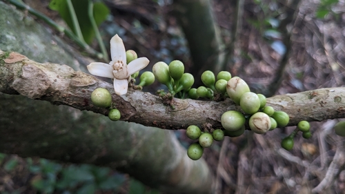 Epicharis cumingiana, photograph 3