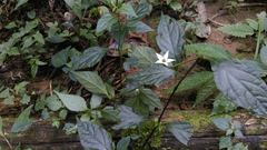 Lycianthes lysimachioides