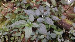 Lycianthes lysimachioides