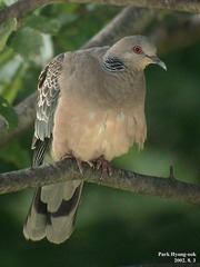 Streptopelia orientalis
