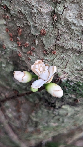 Epicharis cumingiana, photograph 4