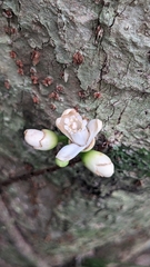 Epicharis cumingiana, photograph Cheng-Te Hsu, CC BY, iNaturalist via GBIF