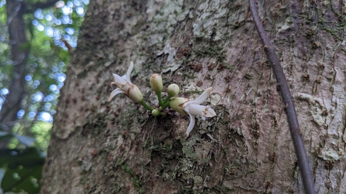 Epicharis cumingiana, photograph 5