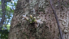 Epicharis cumingiana, photograph Cheng-Te Hsu, CC BY, iNaturalist via GBIF