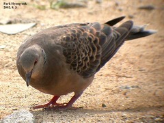 Streptopelia orientalis