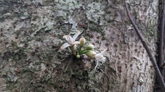 Epicharis cumingiana, photograph Cheng-Te Hsu, CC BY, iNaturalist via GBIF