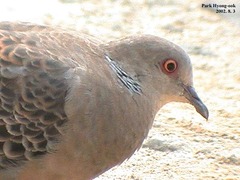 Streptopelia orientalis
