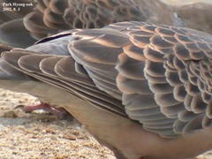 Streptopelia orientalis