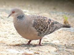Streptopelia orientalis