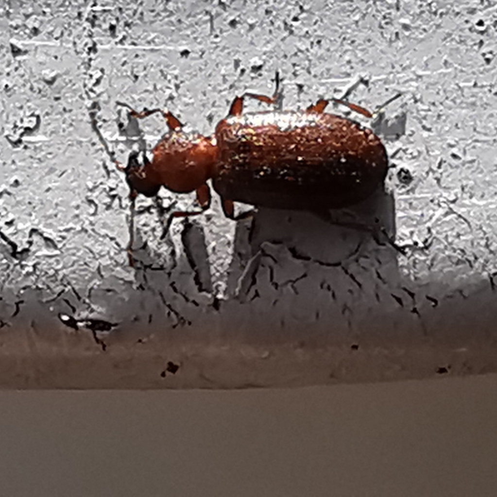 Corticaria pubescens