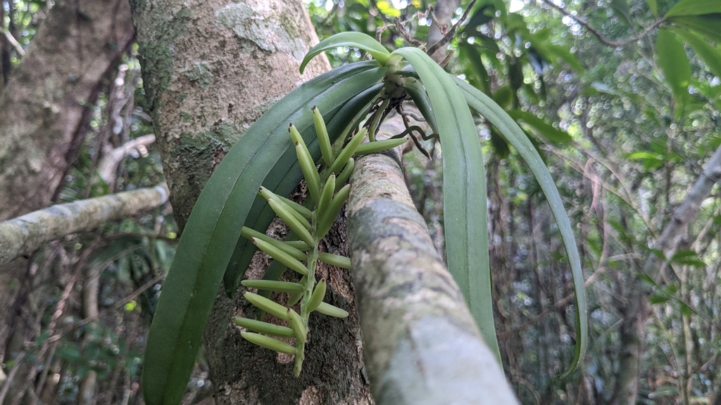 Tuberolabium kotoense