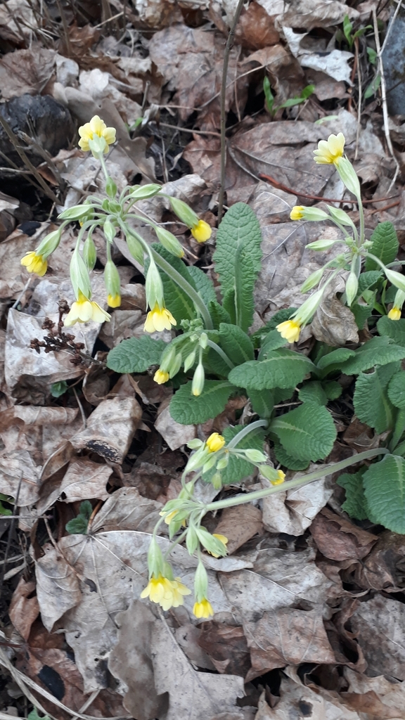 Primroses from Первомайский район, Минск, Беларусь