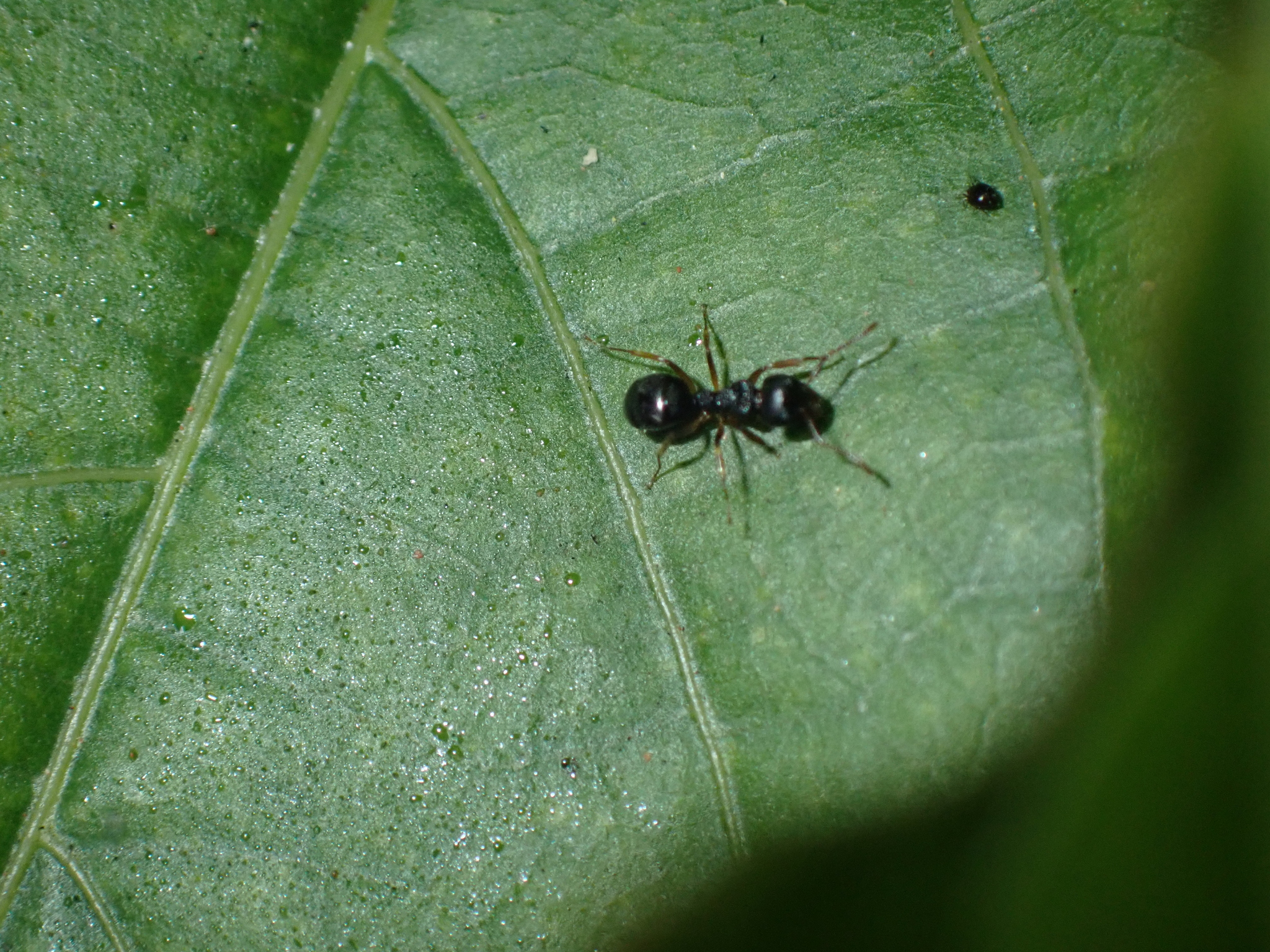 Dolichoderus brevis