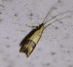 Crocanthes prasinopis