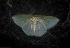 Prasinocyma lychnopasta