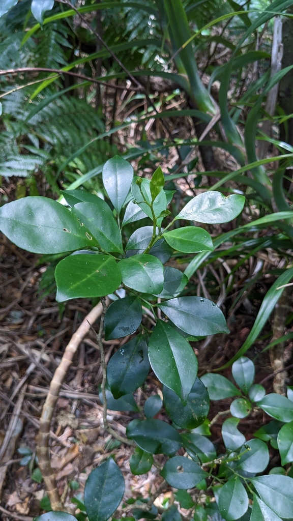 Murraya omphalocarpa; photograph Cheng-Te Hsu, CC BY, iNaturalist via GBIF