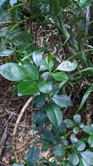 Murraya omphalocarpa