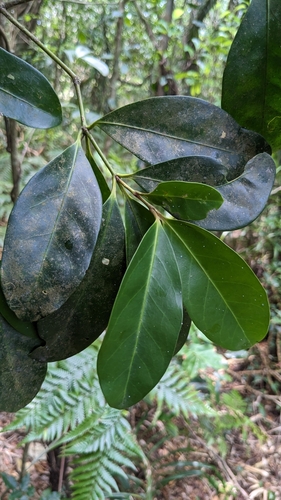 Euonymus cochinchinensis, photograph 2