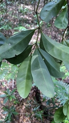 Euonymus cochinchinensis, photograph (c) Cheng-Te Hsu, some rights reserved (CC BY)