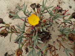 Lampranthus explanatus