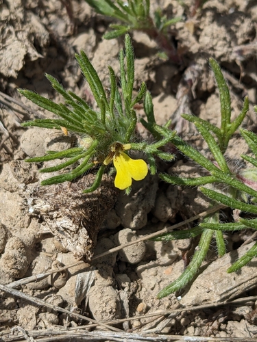 Ground-pine (Ajuga chamaepitys)