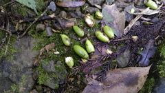 Beilschmiedia erythrophloia
