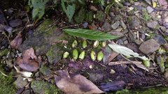 Beilschmiedia erythrophloia