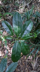 Euonymus cochinchinensis