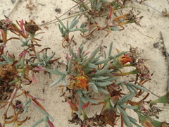 Lampranthus explanatus