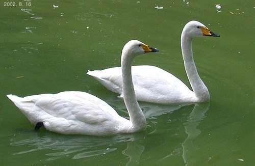 Whooper Swan