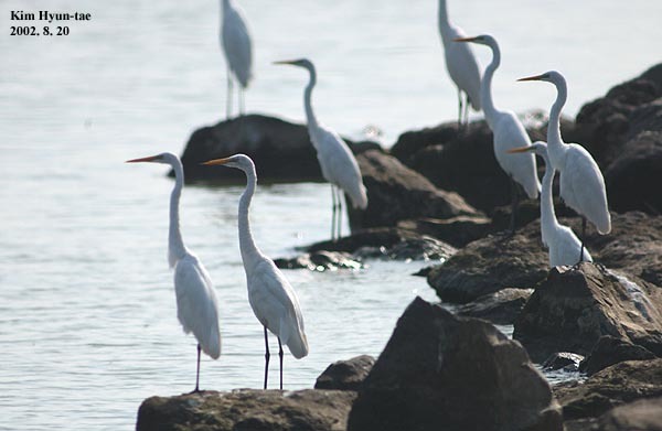 Great Egret