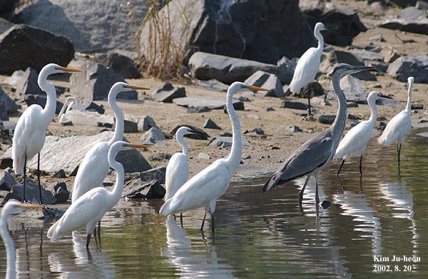 Great Egret