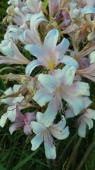Lycoris squamigera