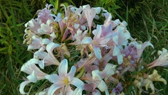 Lycoris squamigera